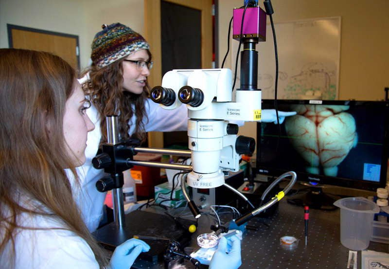 Students viewing samples under microscope.